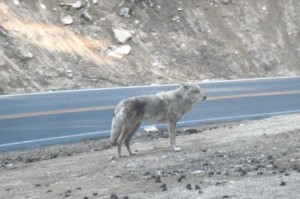Coyote at Glacier Point.