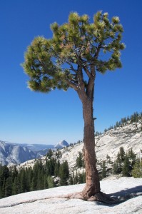 Jeffrey pine at Olmstead Point