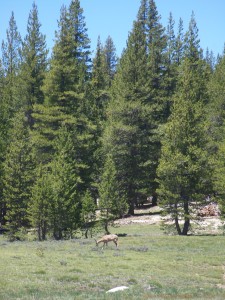 Deer at Tuolumne Meadow.