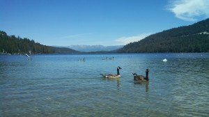 Geese at Donner Lake.