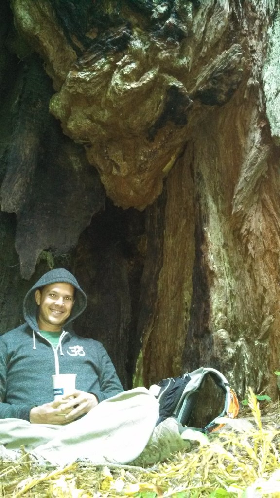 My Bodhi tree is a Coastal Redwood.