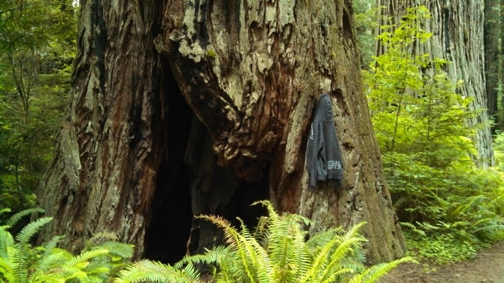 Redwoods are bigger than hoodies.