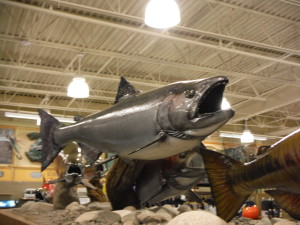 Salmon at Cabela's