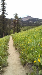 Rebirth of Mt Lassen