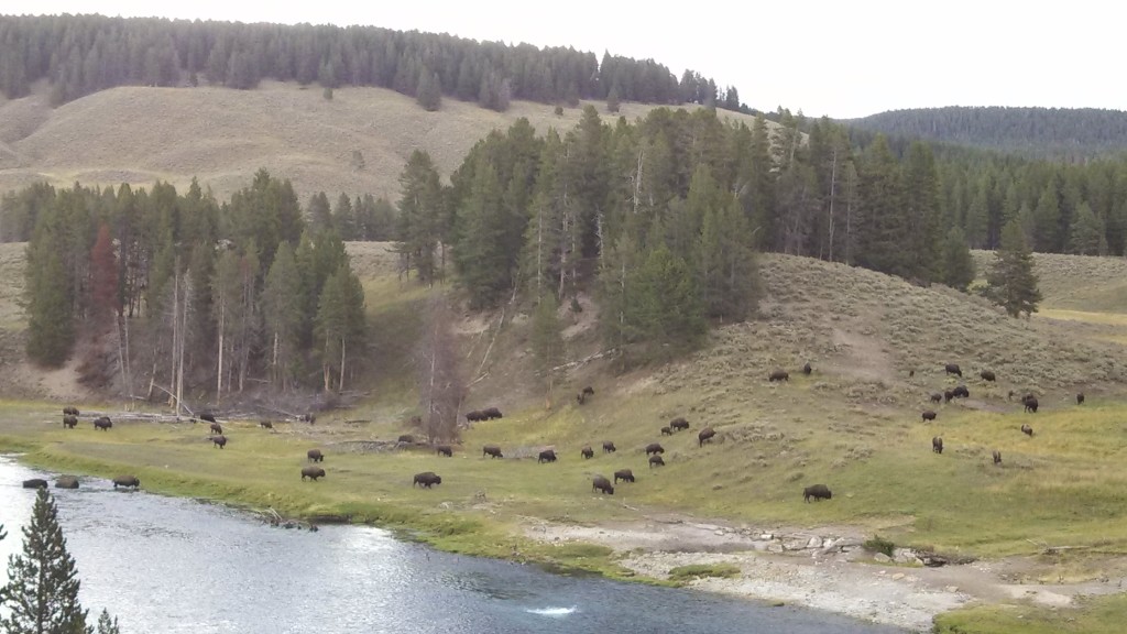 bison crossing the yellowstone