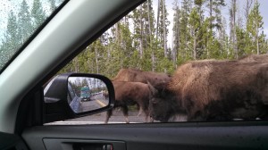 bison traffic jam at Yellowstone