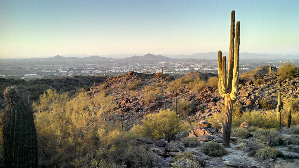 A saguaro at sunset in South Mountain