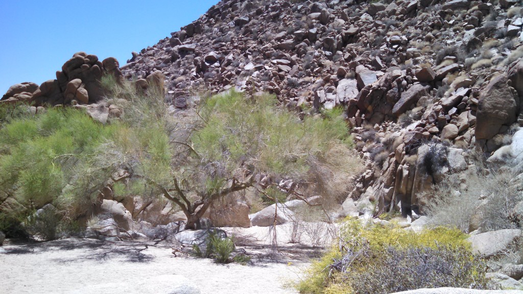 Silvia's Wash at Joshua Tree