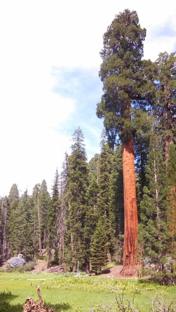Giant Sequoias at Round Meadow