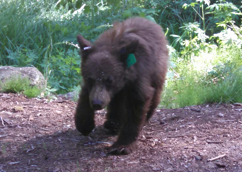 Black bear at Sequoia National Park