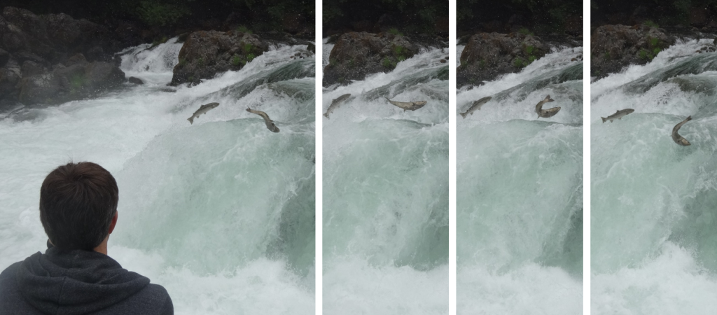 umpqua river salmon