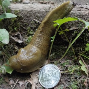 olympic banana slug