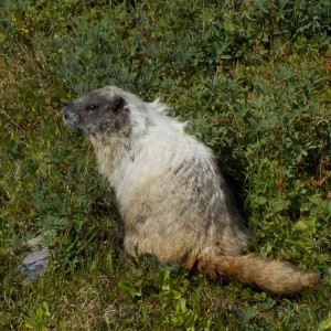 mt rainier marmot