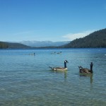 Geese at Donner Lake.